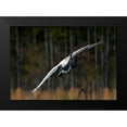 thumbnail image 2 of Fitzharris, Tim 14x11 Black Modern Framed Museum Art Print Titled - Trumpeter Swan-Arkansas I, 2 of 5