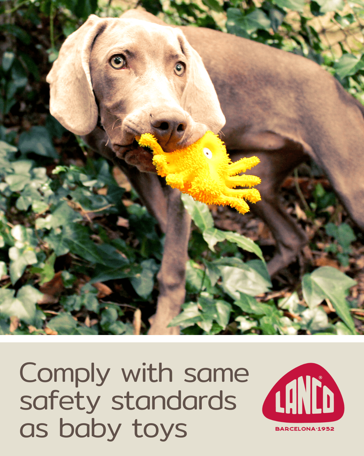 Sensory Spider - Squeaky Dog Toys - Medium Breeds - Natural Rubber/Latex -  Comply with Same Safety Standards as Baby Toys