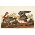thumbnail image 3 of Audubon, John James 14x11 Black Modern Framed Museum Art Print Titled - Pl 286 White-fronted Goose, 3 of 5