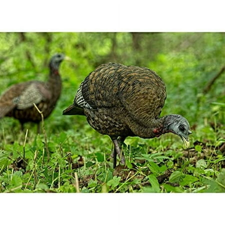 AVIAN-X LCD Feeder Hen Turkey Decoy | Durable Realistic Lifelike Collapsible Standing Hunting Decoy with Carry Bag & Stake AVX8007