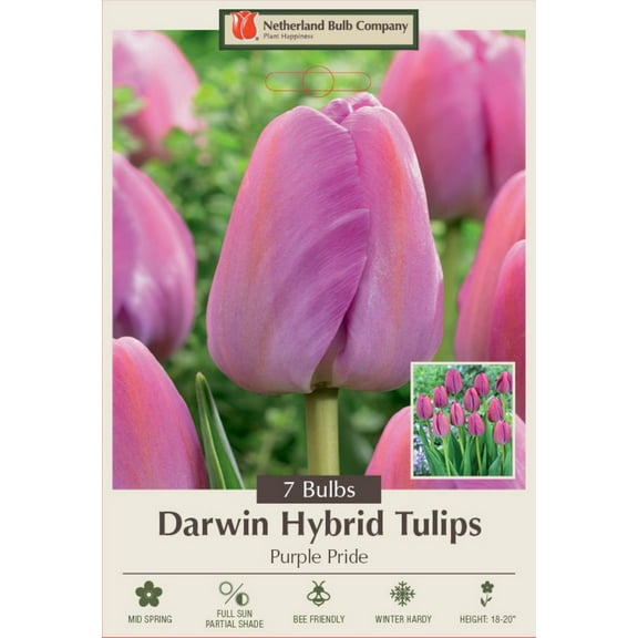 Purple Pride Darwin Tulip- 12/  cm Bulbs -  7 Bulbs  - Large Flowers