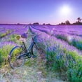 thumbnail image 2 of Frank, Assaf 26x26 White Modern Wood Framed Museum Art Print Titled - Bicycle with flowers in a Lavender field, 2 of 4