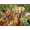 Jungle Animal Mashup, variant on Springbok 500 Piece Brave Colors of a Lion Jigsaw Puzzle for Adults