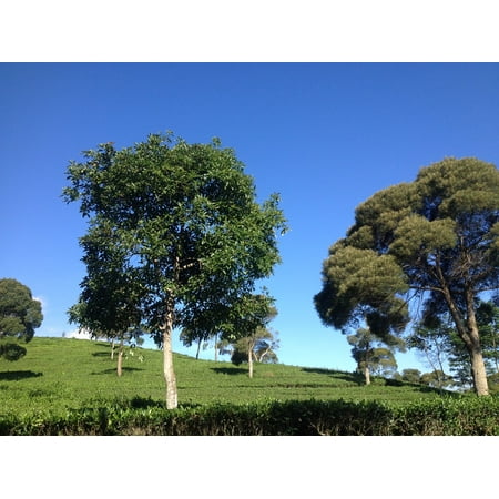 Fabric Refresher Tea Tree - Framed Art for Your Wall Tea Field Blue Sky Summer Nature Trees 10x13 Frame