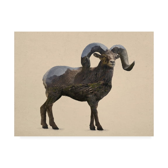 Trademark Fine Art 'Rocky Mountain Bighorn' Canvas Art by Davies Babies
