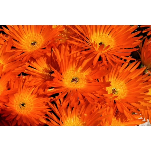 100 Gelato ORANGE ICE PLANT Mesembryanthemum Livingstone Daisy Flower Seeds