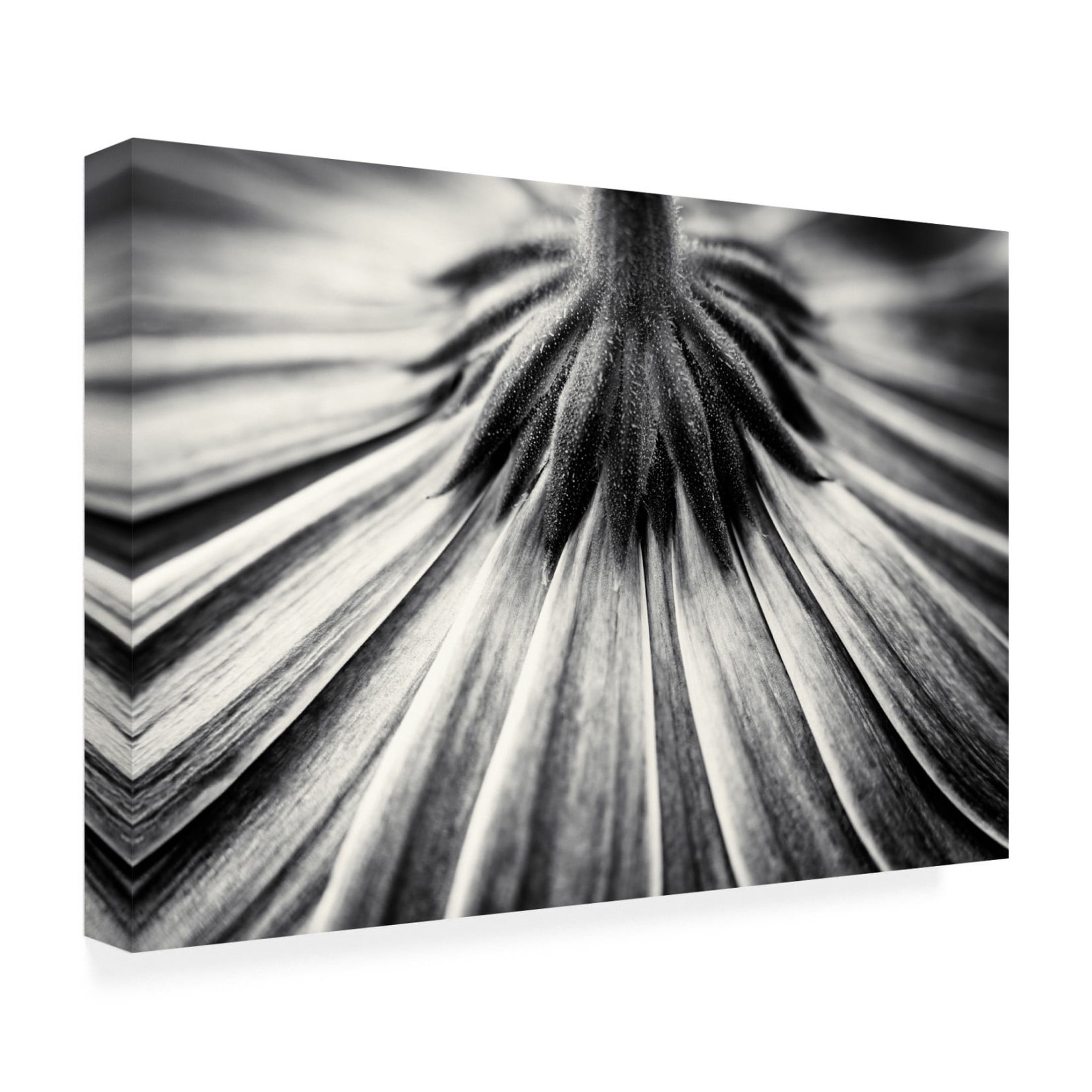 Canvas Wall Art - Corinna van der 'Feeling Down' Wall Art for Living Room, Bedroom, or Office Décor by Trademark Fine Art - 24 x 16 Inches