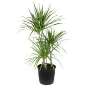 Premium Dracaena Marginata Cane in 10" Grower Pot, Live Plant, Grower's Choice Seasonal Selection