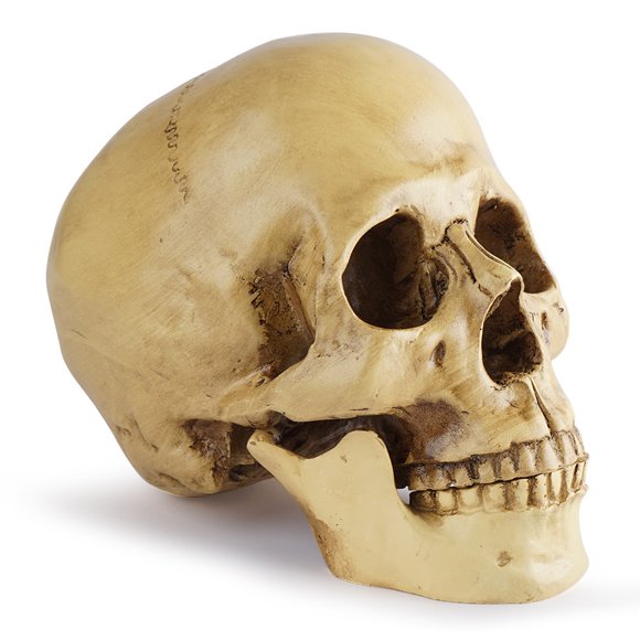Musbetu Life Size Skull Model Realistic Removable Mandible Educational Study Anatomy Student Resin Skull Ornament Decoration Halloween Gift