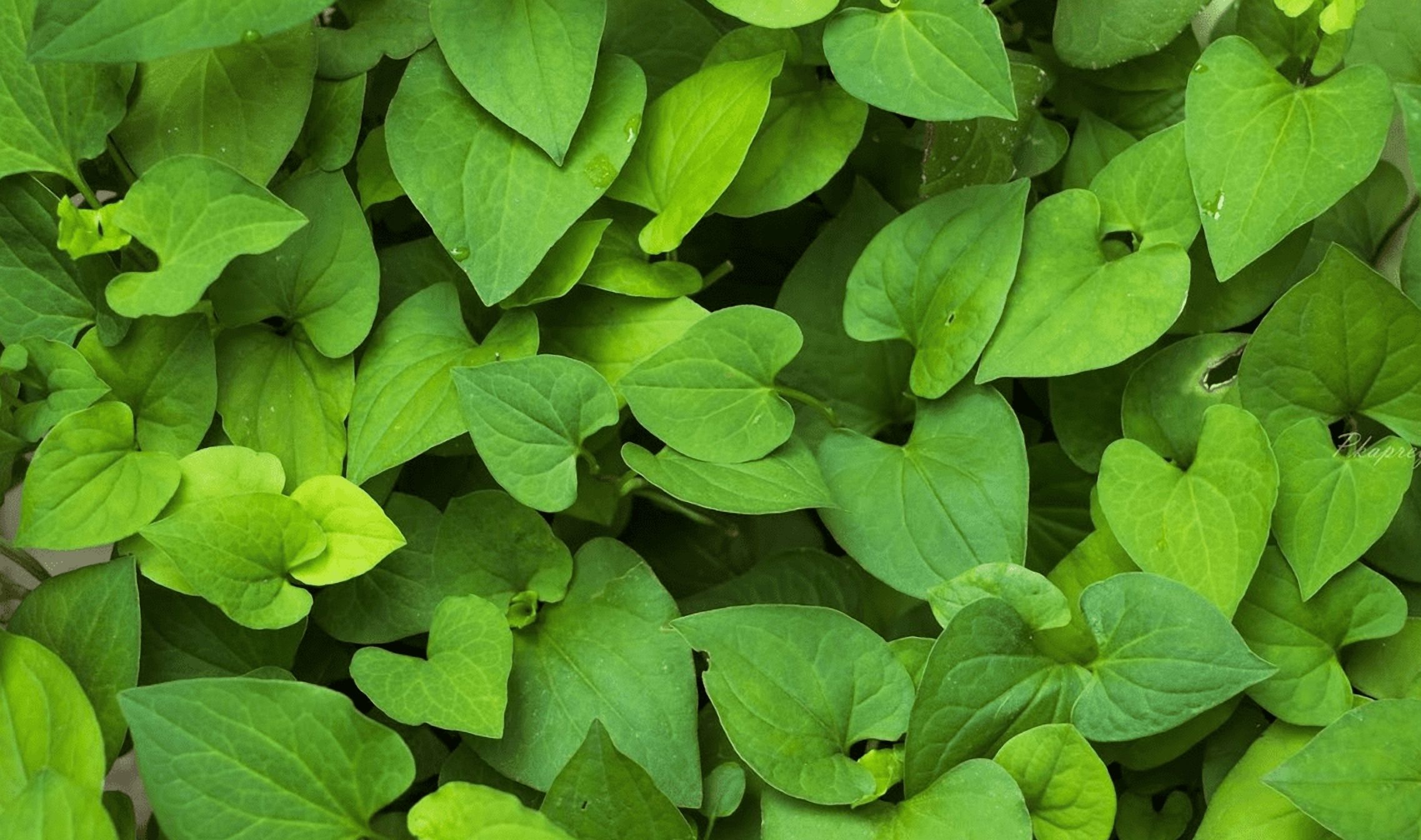 300 Seeds + Fish Mint Seeds for Planting, Houttuynia Cordata Seeds for Outdoor Garden, Easy to Grow