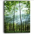 thumbnail image 2 of Green Sunny Forest - Landscape Photography Canvas Art Print, 2 of 3