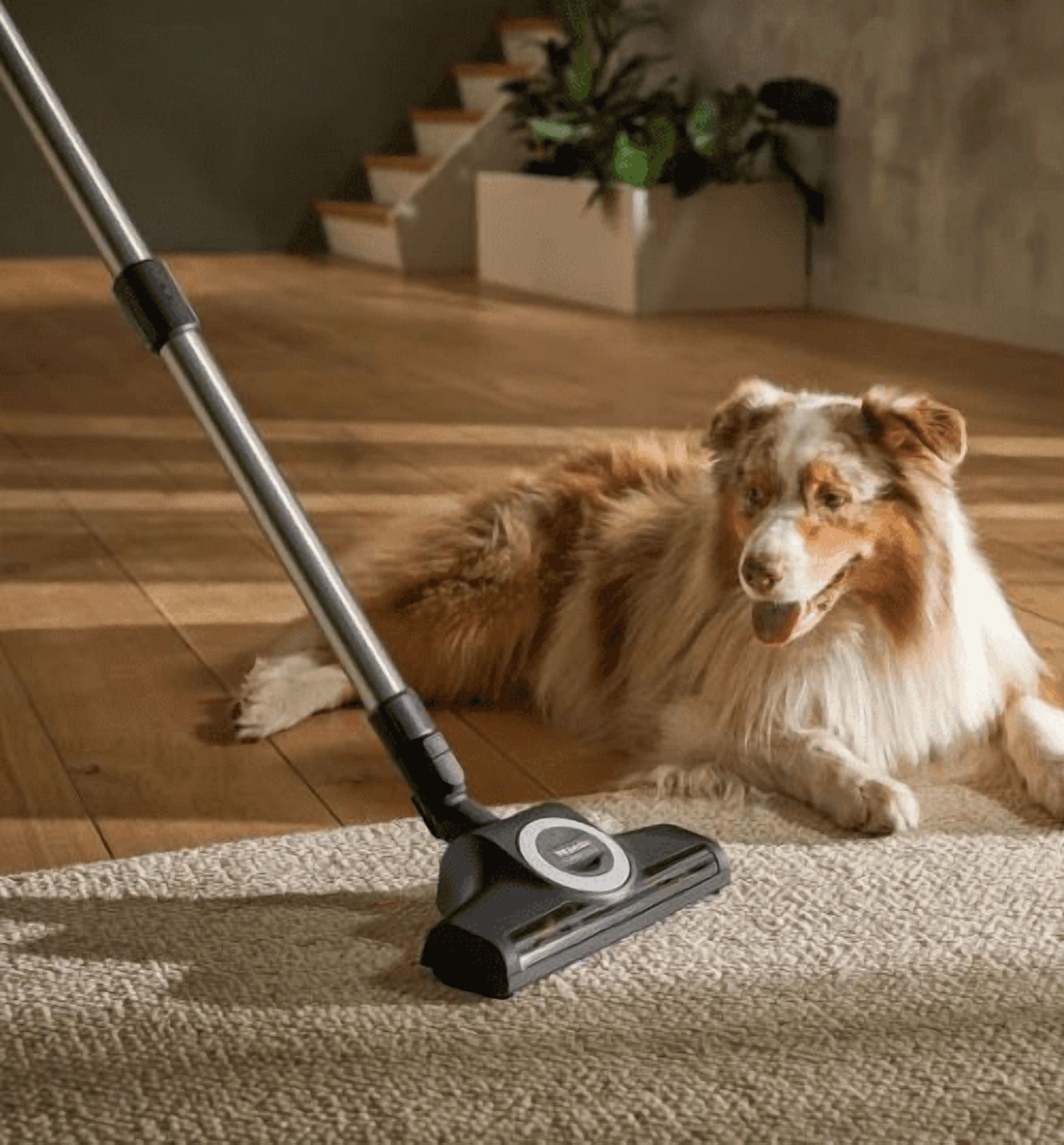 Miele Guard L1 Cat & Dog Plus Canister Vacuum