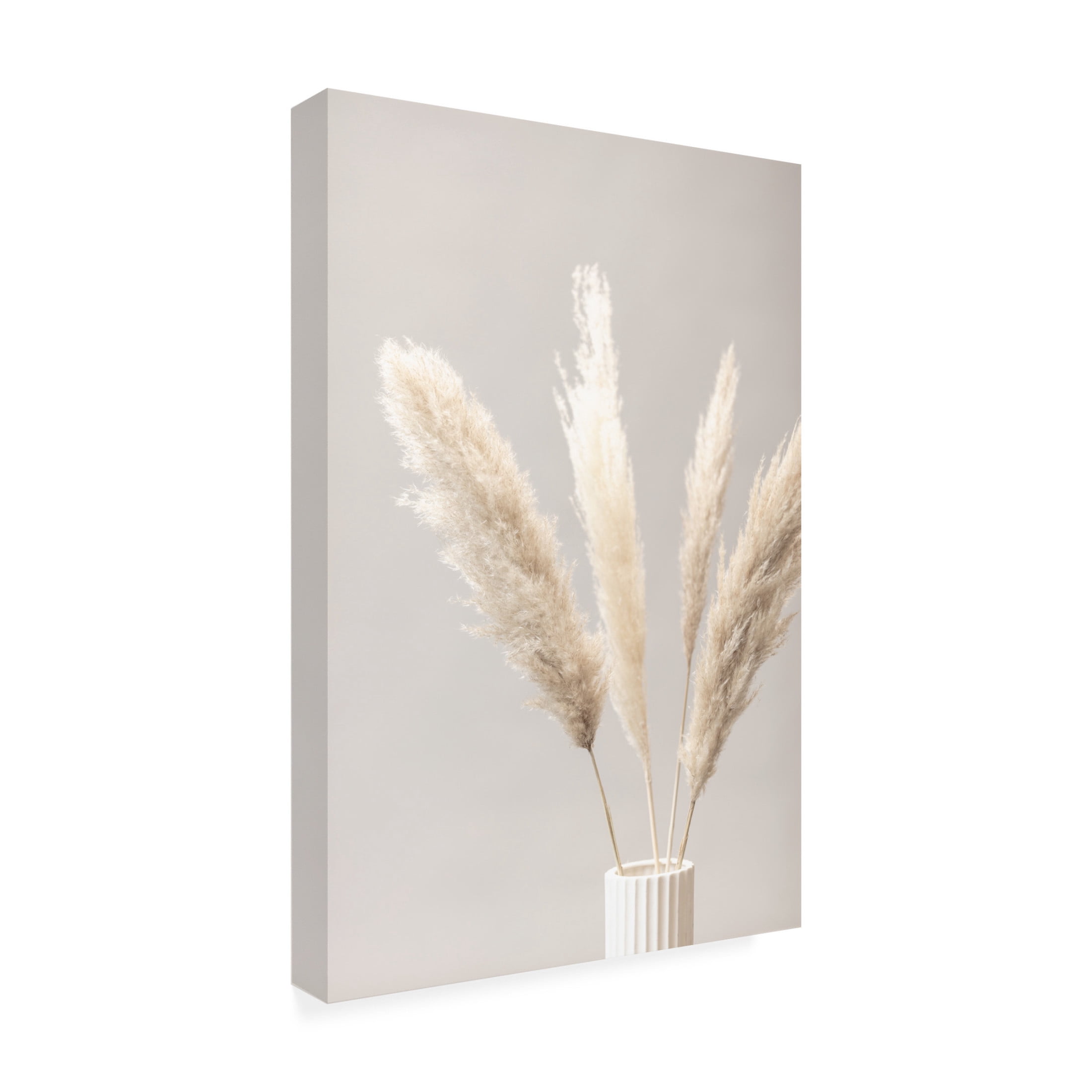 Trademark Fine Art Pictufy Studio Pampas Grass Grey 05 Canvas Wall Art