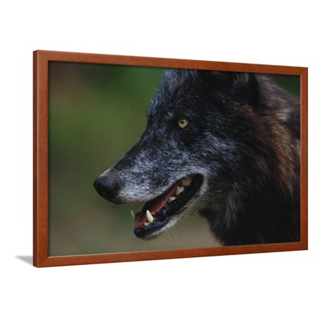 Gray Wolf Framed Print Wall Art By W. Perry Conway