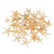 thumbnail image 2 of Conchas De Estrella De Mar Naturales, Exhibición De Boda, Decoración Artesanal Para Acuario, 2-3cm, 50 Uds. Sunnimix artesanías conchas marinas, 2 of 8