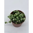 thumbnail image 7 of Variegated String of Pearls, Senecio rowleyanus, in 2 inch Pot Super Cute Great Plant Gift, Collector's Succulent, Live Potted Rooted, 7 of 7