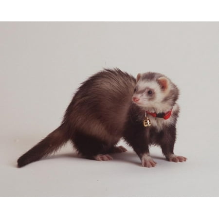 - MARSHALL PET PRODUCTS FERRET BELL COLLAR RED