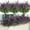 Purple, variant on PETGLE 16 Bundles Artificial Plants Outdoor Fake Grass Greenery Stems UV Resistant Faux Plastic Plants Shrubs for Spring Summer Garden Pathway Window Box Farmhouse Front Porch Home Decor, Orange