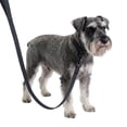 thumbnail image 1 of One Paw, Silicone Dog Leash with Honeycomb Pattern and Padded Handle, 6ft, 1 of 7