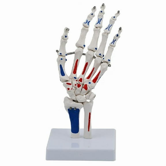 Hand Skeleton Model with Wrist Ulnaand Radius Life Size Skeletal Hand Model Medicals Model Hand Joint Model for School