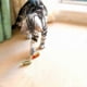 thumbnail image 4 of 7x Cockroach Worm Insect Like Hexbug La Cucaracha Cat Toy, 4 of 5
