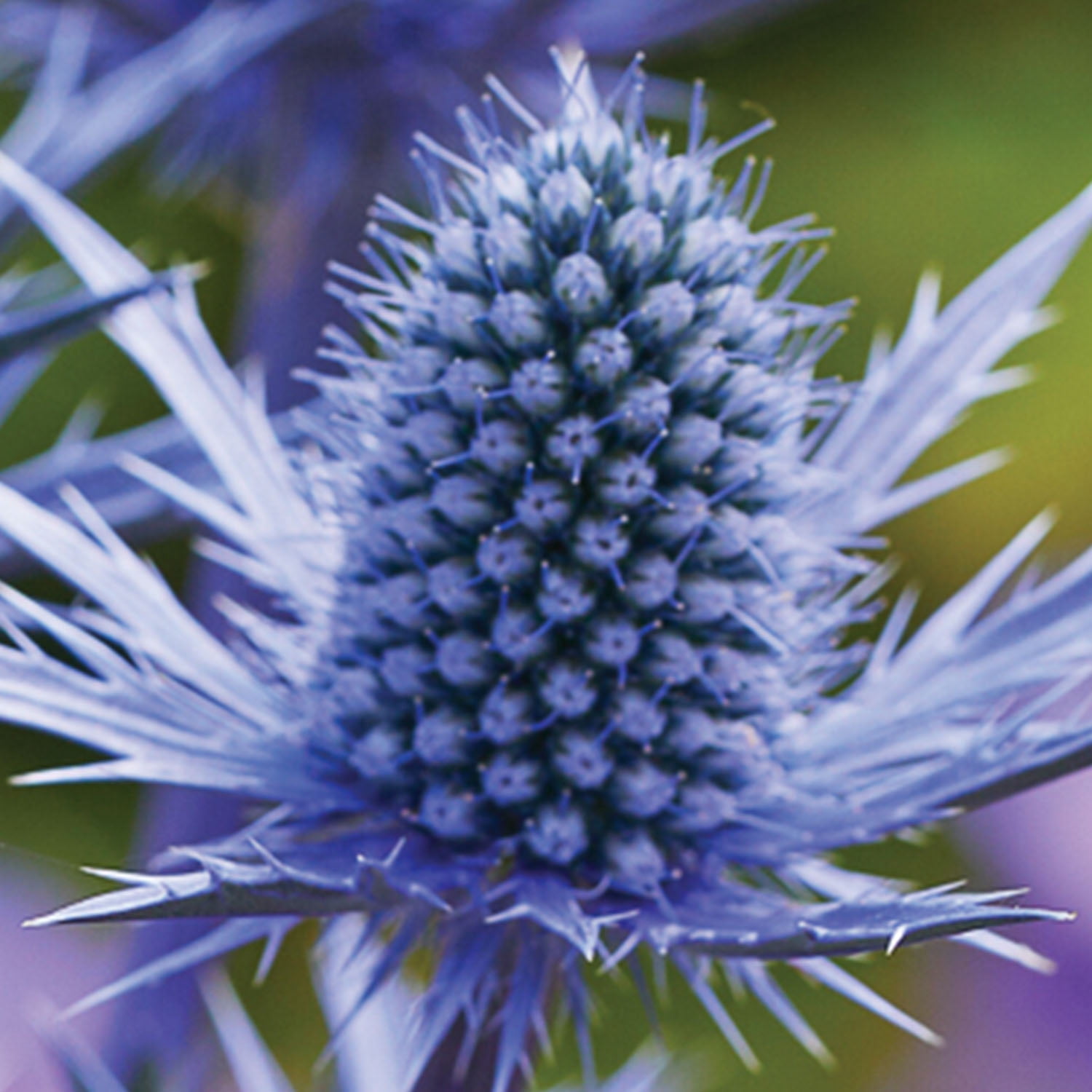 Expert Gardener Eryngium Blue Sea Holly Set of 2 Dormant Bare
