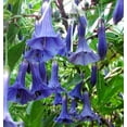 thumbnail image 2 of PEMDASGARDEN 25+ Blue Angel Trumpet (Datura) Flower Plant Seeds, 2 of 5