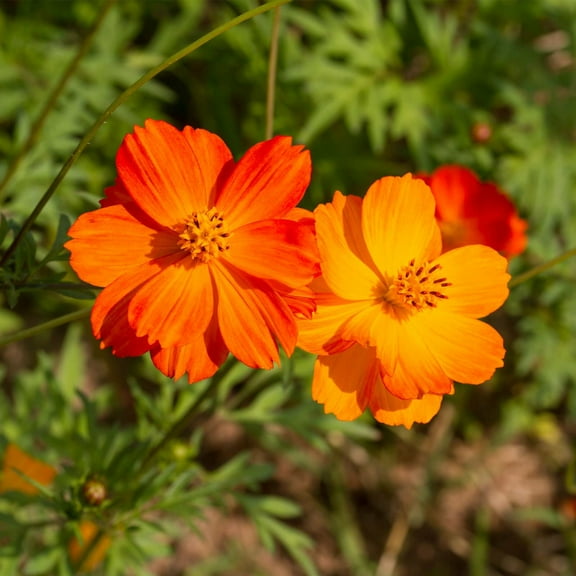 Cosmic Mix Cosmos ~50 Seeds – Sulphureus Annual Flower – 2-4" Sunburst Yellow Blooms – Heat & Drought Tolerant – 12-24" Plants for Beds, Borders, Containers – Non-GMO – 56-63 Days