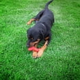 thumbnail image 4 of Alpha Pak - Arlo's Favorite Rubber Bone, 4 of 6