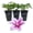 3 Plants, variant on Clematis Poseidon - Live Starter Plant in a 2 Inch Growers Pot - Starter Plants Ready for The Garden - Rare Clematis for Collectors