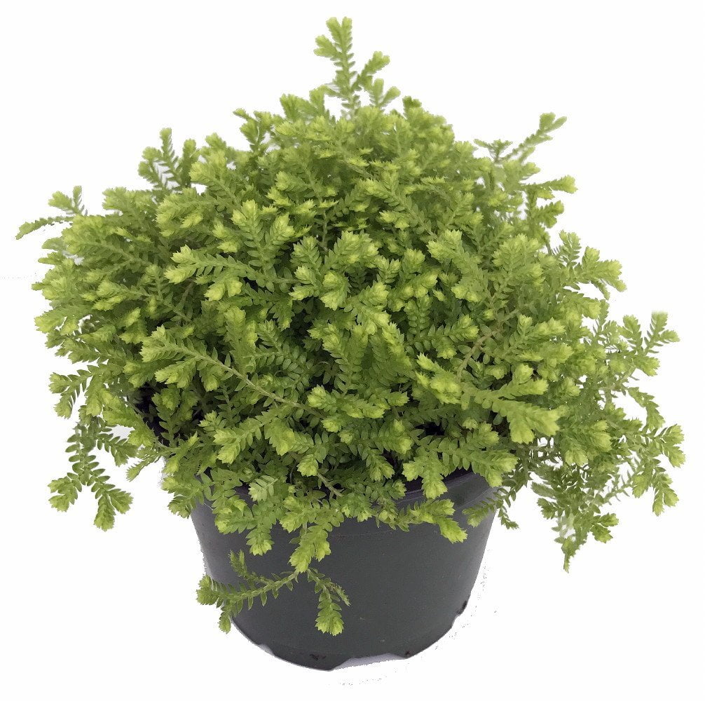 free download moss for plants free download moss for plants