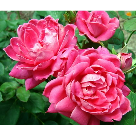 Double Pink Knock Out® Rose - Hot Pink - Disease Resistant - 4