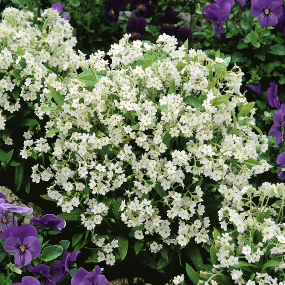 Outsidepride White Myosotis Alpestris Forget Me Not Flower Seed - 10000 Seeds