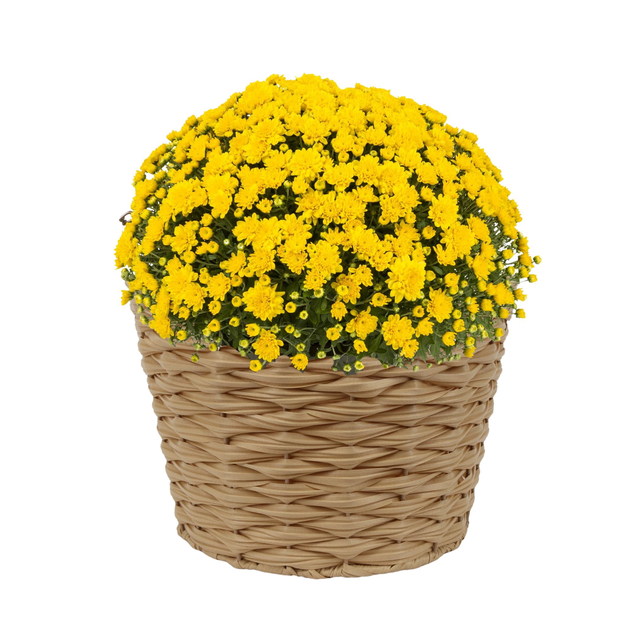 Better Homes & Gardens 2.5G Yellow Mum Live Plant in Bushel Basket Full Sun