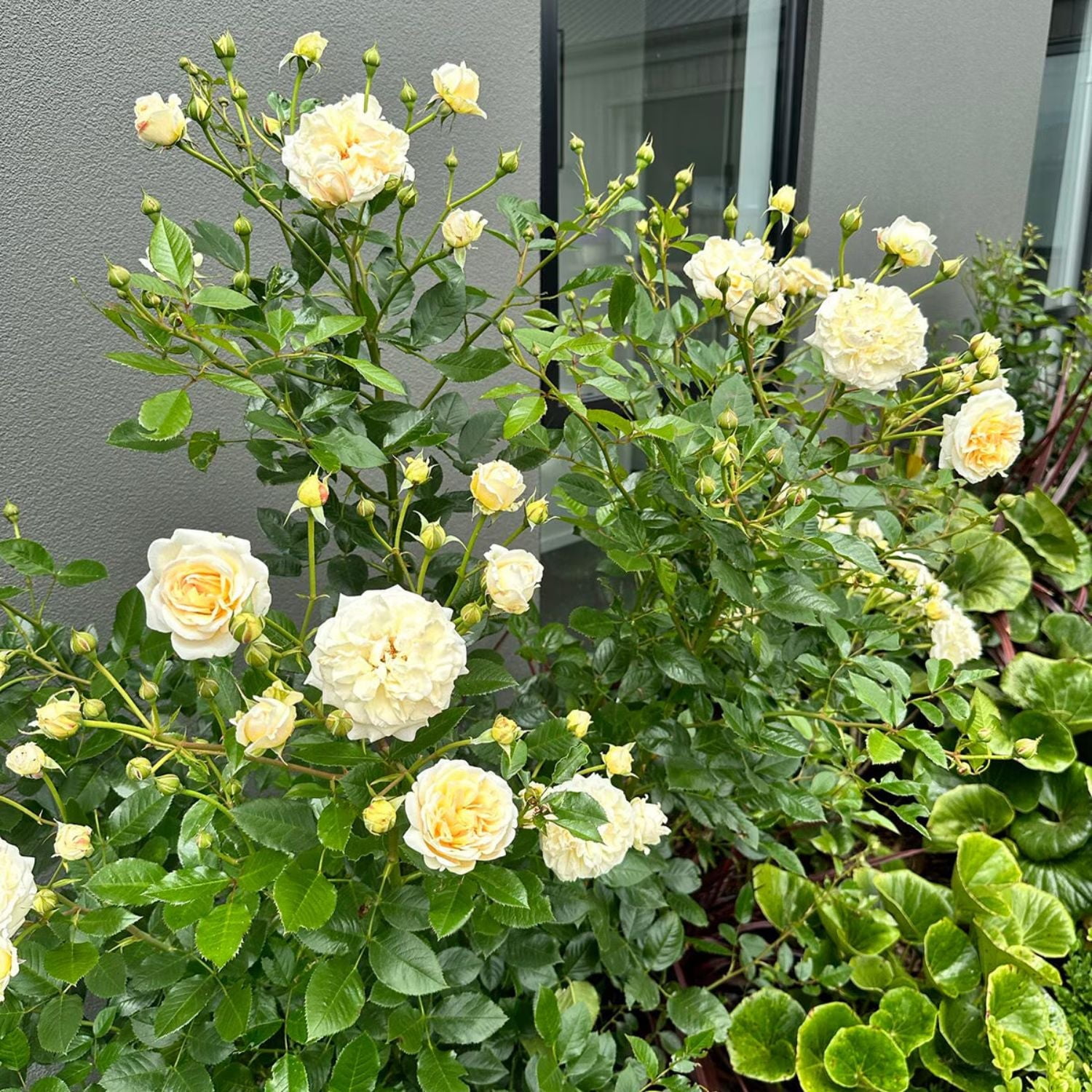 Expert Gardener 12-18" Showpiece™ Champagne Fragrant Shrub Rose with Pink Flowers Live Tree in 1 gal. Grower Pot
