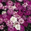 Flowers - Poppy Flanders Single Red Seeds for sale in Johannesburg (ID:624247142 Flowers - Poppy Flanders Single Red Seeds for sale in Johannesburg (ID:624247142