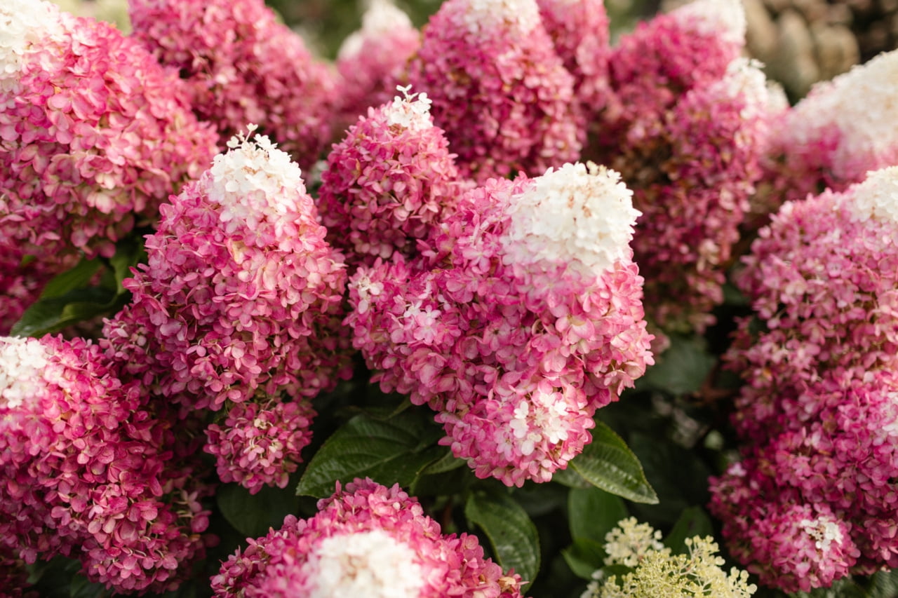 Better Homes & Gardens 1.50gal Red Velvet Hydrangea Live Shrub Plant Sun 1-Pack