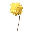 thumbnail image 1 of Flores secas para jarrón, arreglo floral DIY, elegante centro de mesa con plantas secas para dormitorio, fiesta, oficina, decoración del hogar Estilo I, 1 of 9