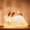 Bunny, variant on MYKOMI Kawaii Decor Boys Girls Gifts - Cute Led Vegetable Night Light Sleep Lamp Bedside Lamp Nursery Night Light - 3 Level Dimmable USB Rechargeable - Age 3 to Adult (Vegetable)