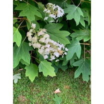 100 Oakleaf Hydrangea (Hydrangea Quercifolia) Seeds