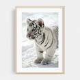 thumbnail image 2 of Siberian tiger cub close-up - Photography Tiger Wildlife Snow Animal Nature Winter Wilderness Unframed Wall Art Print 40 x 60 inches, 2 of 60