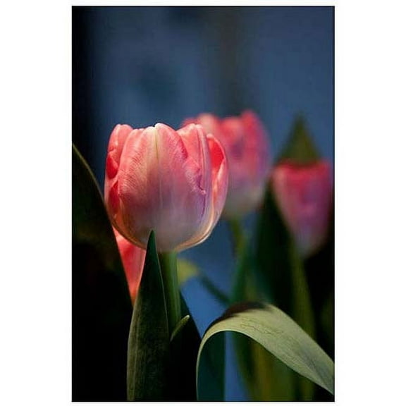 Trademark Fine Art "Pink Tulip IV" Canvas Art by Martha Guerra, 16x24