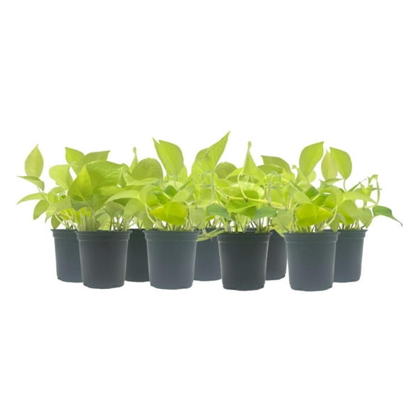 9-PK Live Neon Pothos, Epipremnum aureum 'Neon', Air Purifying Indoor Plant, Low Light Houseplant, Easy Care Plant, 4-inch Pot(s)