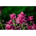 thumbnail image 5 of 50 'PINK Sundae' Clary SAGE / SALVIA Viridis Horminum Herb Flower Seeds, 5 of 6