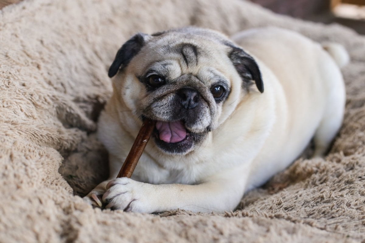 Jumbo Bully Sticks 6" Free Range, Grass Fed