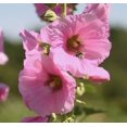thumbnail image 3 of 50 Mixed Colors HOLLYHOCK KING HENRY Viii Mix Alcea Rosea Flower Seeds, 3 of 5