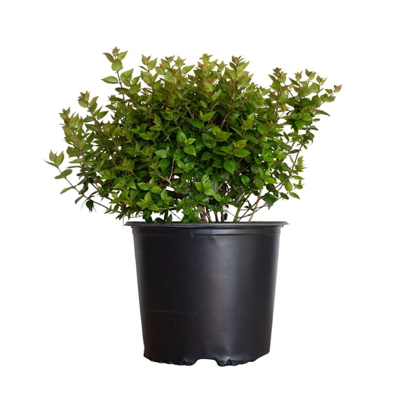 Expert Gardener Rose Creek Abelia (2.5 Gallon) Semi-Evergreen Flowering Shrub - Full Sun to Part Sun Live Outdoor Plant