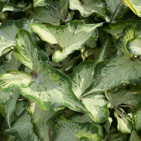 Easy to Grow Caladium White Wing 3 Tubers, White Green Foliage Partial Shade Summer