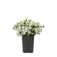 thumbnail image 2 of Expert Gardener 1QT White Iberis Live Perennial Plant Sun 5-Pack, 2 of 6