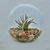 Large Air Plant Terrarium with River Stones & Abdita Air Plant - Air Plant Gift - 30 Day Guarantee By The Air Plant Shop